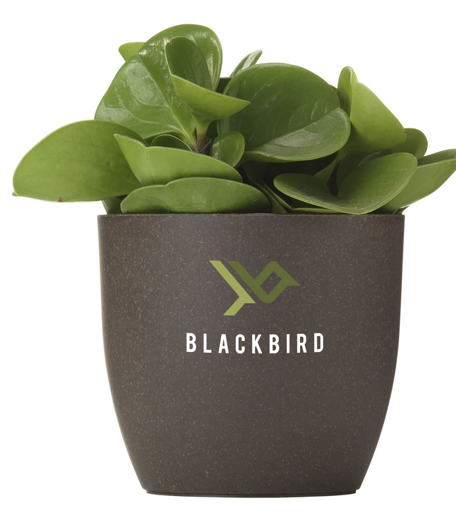 Compostable flower pot is made from the coffee grounds — WINWIN
